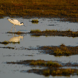 Vogelfotografien 16
