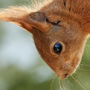 Eichhörnchen_100.jpg