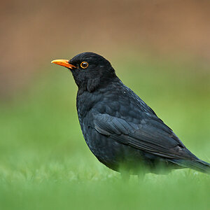 Amsel.jpg