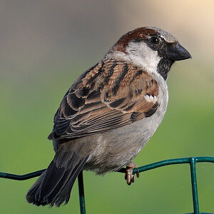 spatz-1.JPG