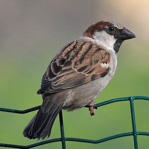 spatz-3.JPG