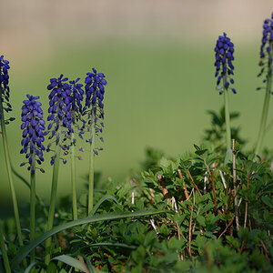 D75_7234x.JPG