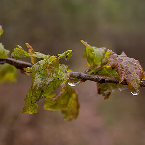 Endlich Regen.jpg