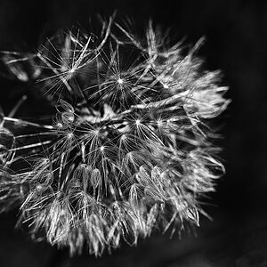 Filigranfeuerwerk 2.jpg