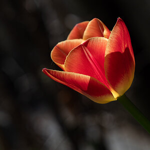 Tulpe P4210122.jpg