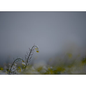 MorgenPZ1_1205.jpg