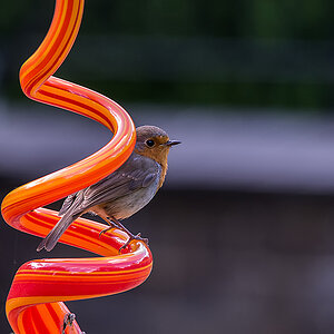 Cock Robin 9.jpg