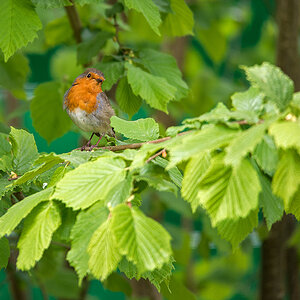 Cock Robin 1.jpg