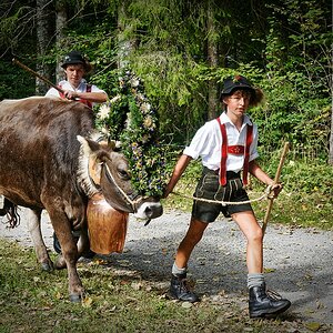 Leitkuh
