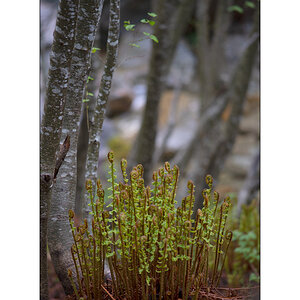 CasPZ1_1361.jpg