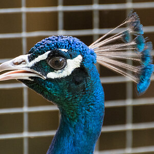Pfau