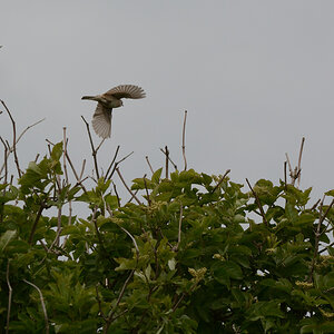 DSC_9324_00001.jpg