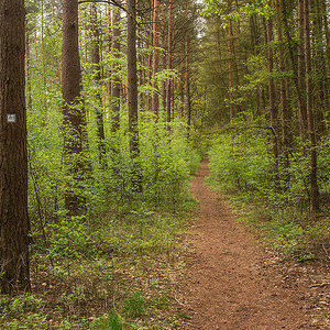 Waldpfad 2.jpg