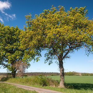 Frühlingseichen.jpg