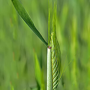 Triticale 7.jpg