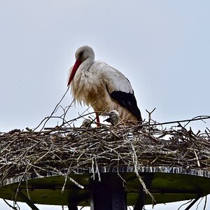 D72_4060 (1).jpg