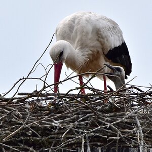 D72_4044 (1).jpg