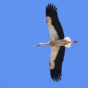 Storch_2474.jpg