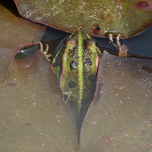 5% Frosch