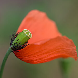 Halbmohn 2.jpg