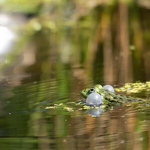 Frosch in meinem Garten.jpg