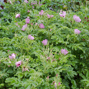 DSC_9471.jpg