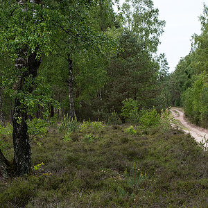 Waldweg.jpg