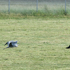 Reiher im Flug