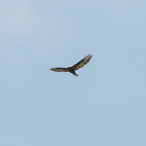 Greifvogel 1