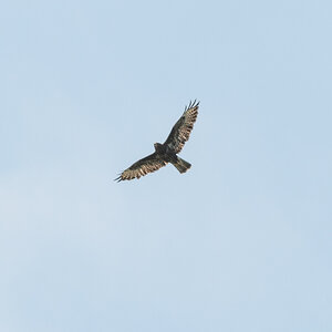 Greifvogel 2