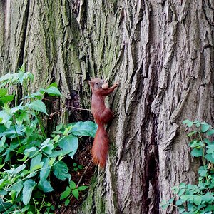 ahörnchen.jpg