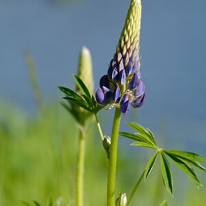 Lupine II