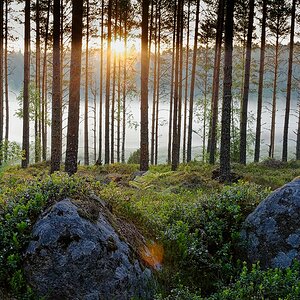 Morgennebel
