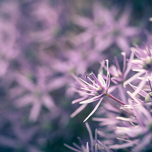 Allium (1).jpg