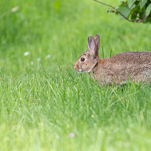 Kaninchen