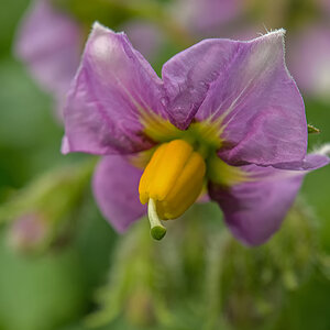 Kartoffelblüte.jpg