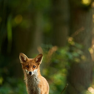 Fuchs2.jpg