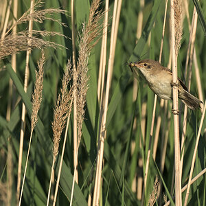 teichrohrsaengerPH8_0373.jpg