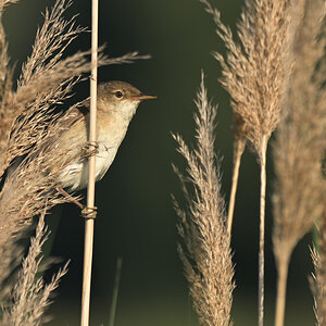 teichrohrsaengerPH8_0409.jpg
