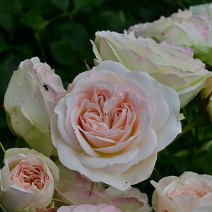 NZ6_1264.jpg