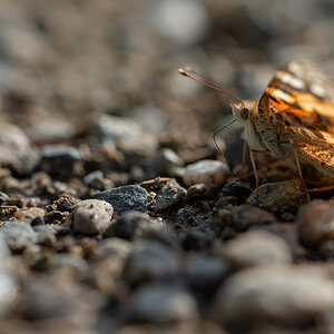 Distelfalter ( Vanessa cardui)