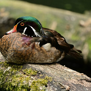 NZ6_1463.jpg