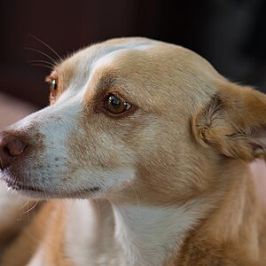 Lina