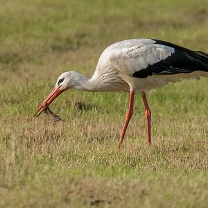 D50_2656_Storch mit Beute IA_6_2019.jpg