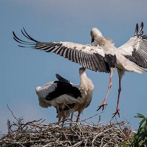 D50_3625_ein Altvogel kommt an IA_6_2019.jpg