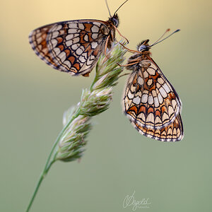 Wachtelweizen-Scheckenfalter (Melitaea athalia)