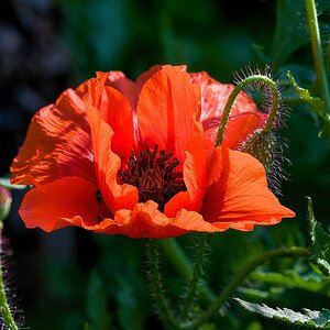 Mohn001.jpg