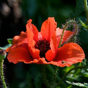 Mohn002.jpg