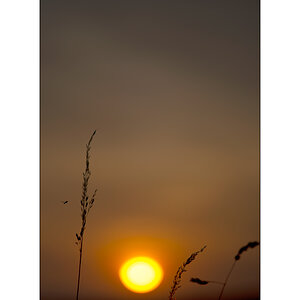MorgenDSC_2075.jpg
