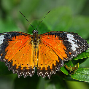 Cethosia cyane_1202.jpg